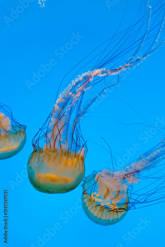 Floating Jellyfish in Blue Ocean Water