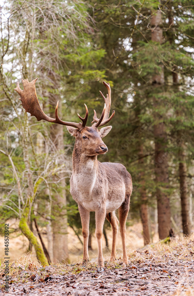 Fototapeta premium Majestic Fallow Deer (Dama dama) Buck with Large Palmate Antlers Standing in a Forest Setting - Wildlife Portrait
