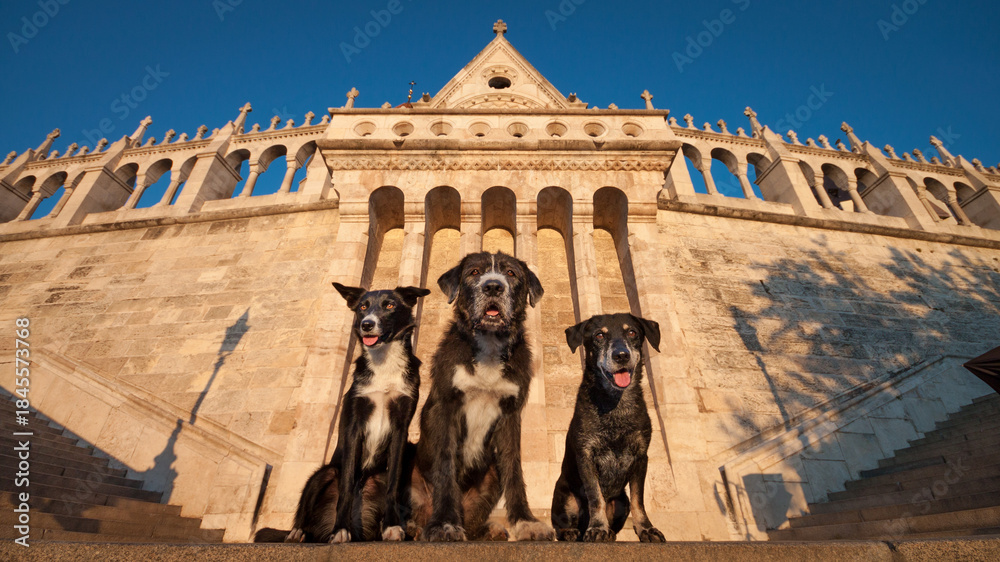 Naklejka premium a group of three black and white dogs sitting on top of the stairs in fisherman's bastion in budapest at sunrise
