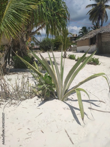 Green plant grows on sandy beach near huts in tropical setting under bright sky