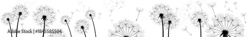 Obraz  z motywem Wide panoramic composition of detailed black dandelion silhouettes on white