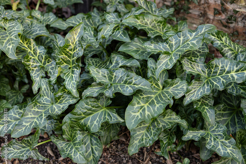 Arum italicum, also known as Italian arum and Italian lords-and-ladies. Close up on the leaves of this plant. It is cultivated as an ornamental plant. Leaves, fruits and rhizomes are poisonous.