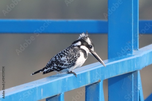 kingfisher is standing on iron ladder