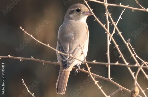 isabelline shrike bird stands on twig tree