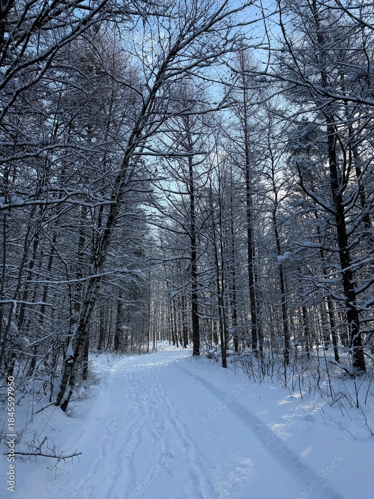Obraz premium Laurentian forest in winter, Quebec, Canada