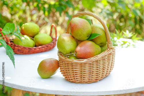 Obraz na płótnie Fresh Shanxi Pears in Wicker Baskets with Green Garden Background