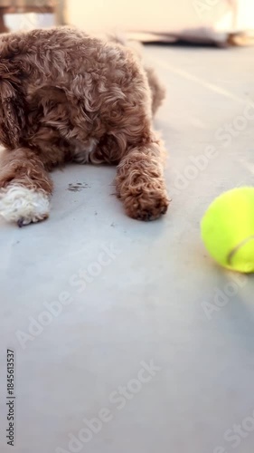 Playful Dog Playing With Tennis Ball Outdoors