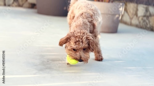 Playful Dog Playing With Tennis Ball Outdoors