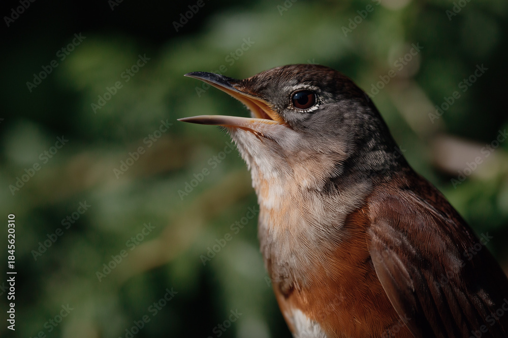Fototapeta premium A vibrant close-up showcasing a singing bird in the wild, highlighting its vivid feathers and joyful expression, capturing the essence of nature's beauty and liveliness.