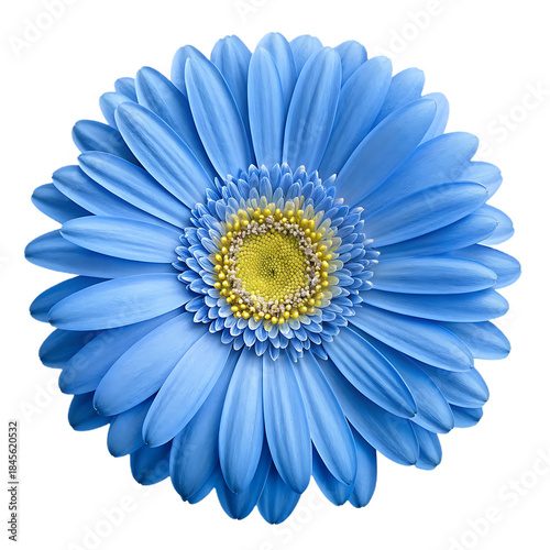 Close-up of a vibrant blue Gerbera daisy flower with a yellow center on a transparent background bloom isolated on a transparent background