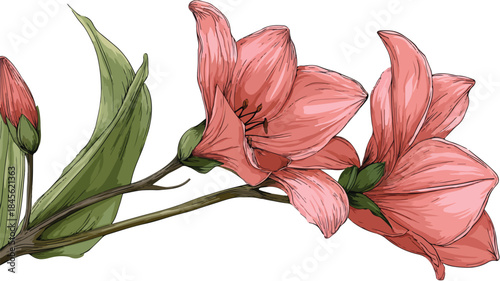 Vibrant Plant with Pink Flowers and Green Leaves Vector Illustration