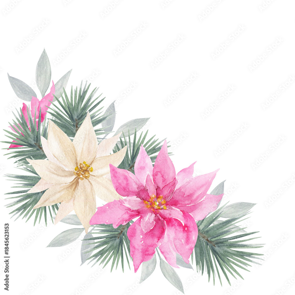Obraz premium Watercolor pink and white poinsettias with pine greenery. Beautiful festive floral arrangement perfect for Christmas cards and seasonal designs.