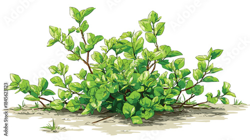 Vibrant Green Plant Growing in Field with Outline - Vector Illustration