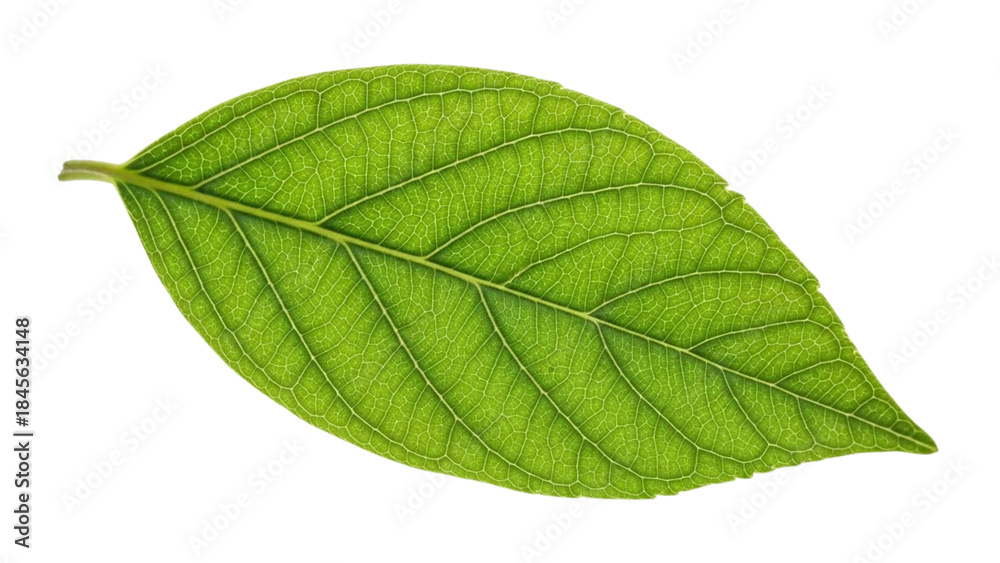 Obraz premium Vibrant single green leaf with clear veins showcased against a clean white background, symbolizing natural freshness, organic growth, and the purity of botanical life