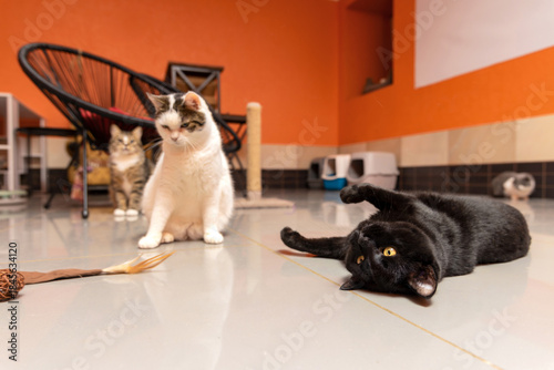 Group of Shelter Cats Playing Together with Feather Toys