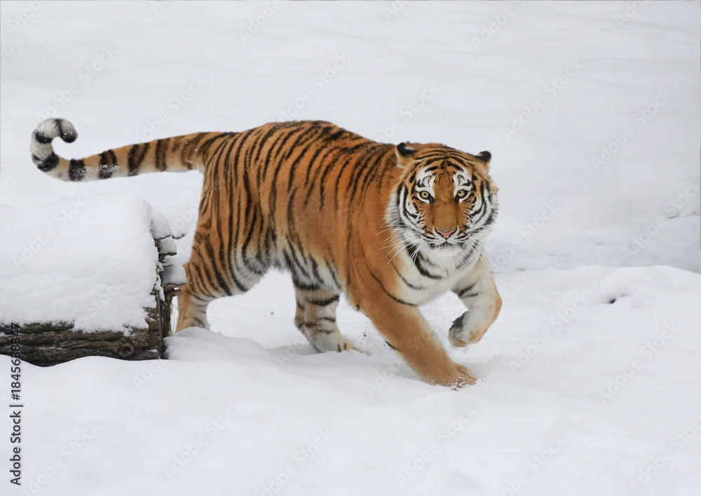 Obraz premium Tiger (Panthera tigris) Raubkatze schleicht durch den Schnee