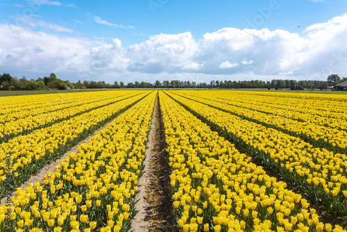 View of endless rows of vibrant yellow tulips stretching towards the horizon under a bright blue sky dotted with fluffy white clouds, Noordwijk, South Holland, Netherlands.