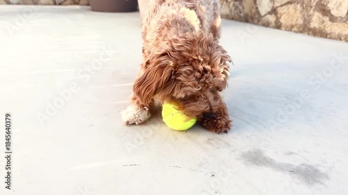 Dog Catching and Playing With Tennis Ball in Slow Motion