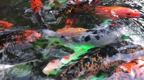 school of koi fish swims in a pond.