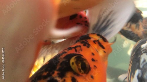 school of koi fish swims in a pond. Close up