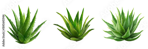 Set of A fresh green aloe vera plant standing upright on transparent png background. Ai generated