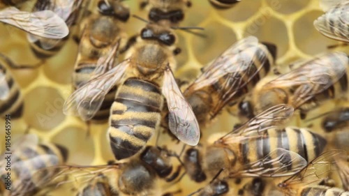 An injury, mutation, or other abnormality in a bee's appearance.  Video for science.