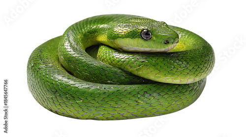 Vibrant green snake coiled up, isolated on transparent background