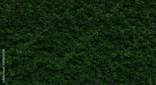 Dark green leafy hedge wall background texture