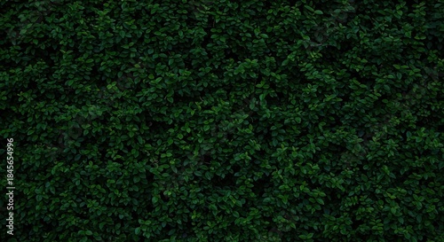 Lush green foliage background with dense leafy texture