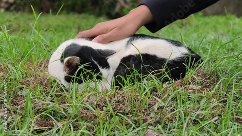 The black and white cat is lying on a green lawn.