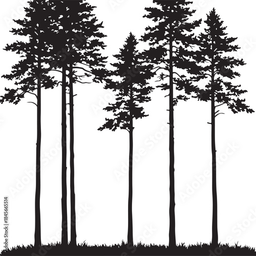 Silhouette of Tall Pine Trees in Natural Forest Setting