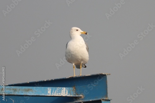 seagull bird stands on iron ladder