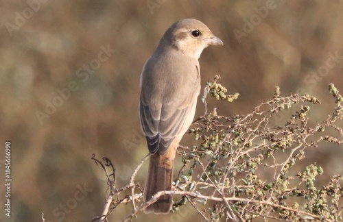 isabelline shrike bird stands on twig tree