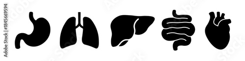 Body organs icon. Organs flat black icon