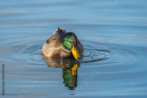 Danish Grey Duck, Male. Swimming in a lake