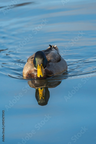 Danish Grey Duck, Male. Swimming in a lake