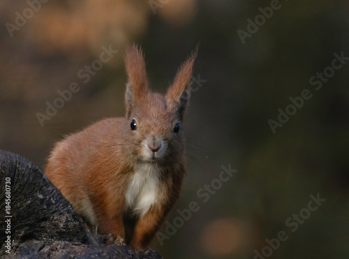 squirrel on a tree