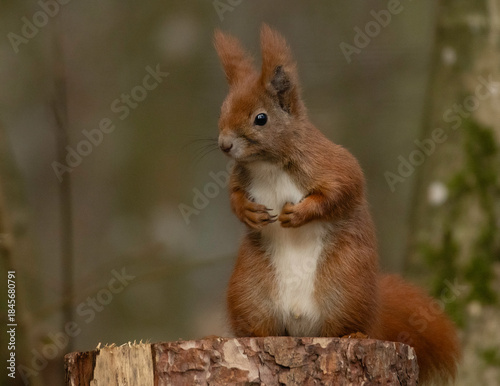 squirrel in the forest