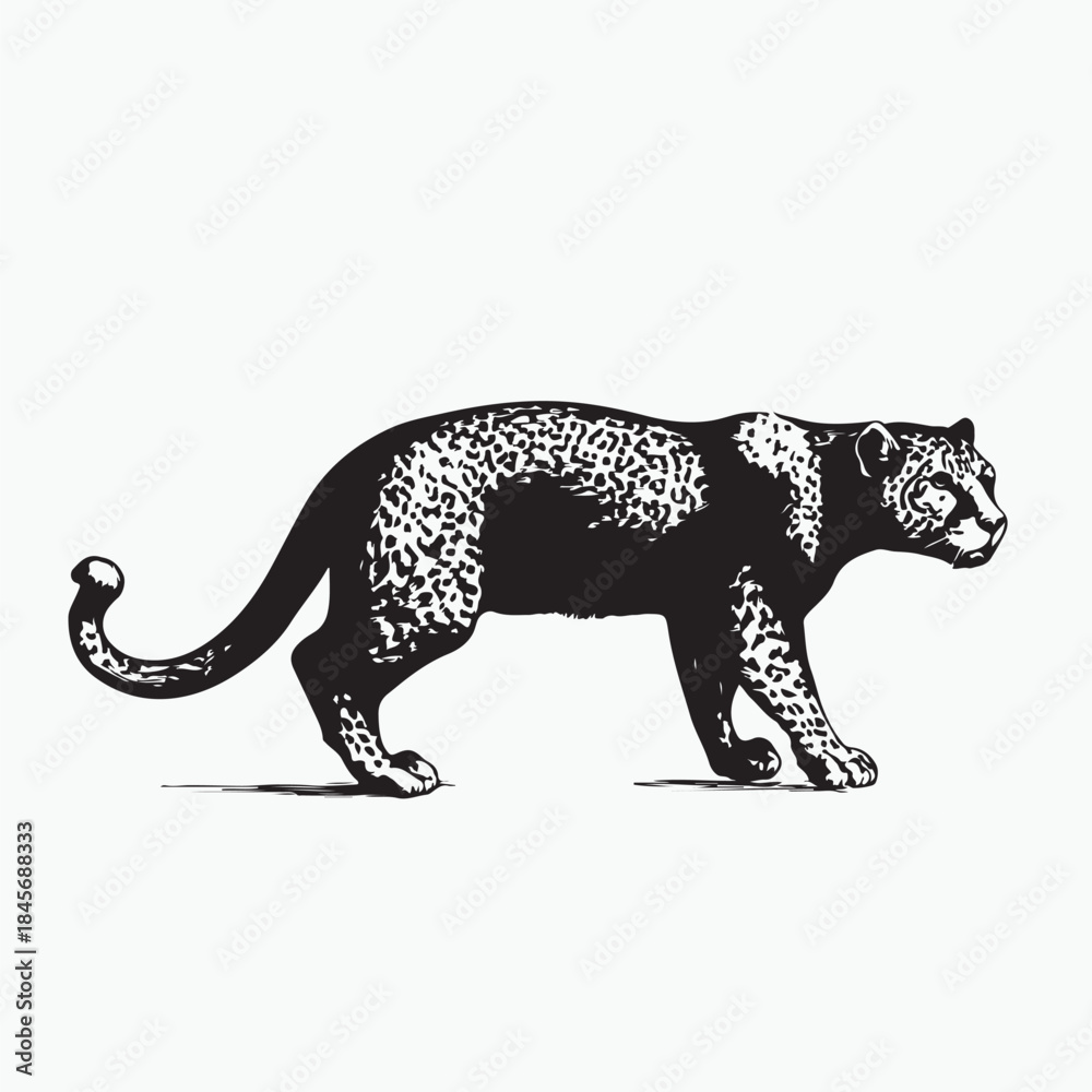 Fototapeta premium jaguar on a white background