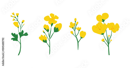 Hand drawn rapeseed flowers isolated on white background. Blooming canola plants.