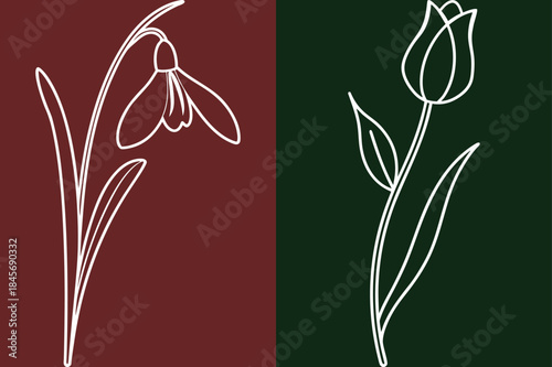 Elegant Floral Line Art, Minimalist Snowdrop And Tulip Botanical Illustration Design