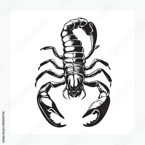 scorpion vector illustration
