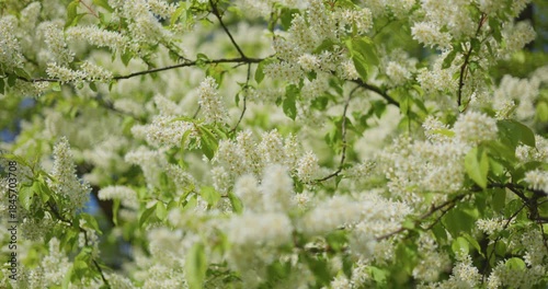 cherry blossom in close-up in clear weather
