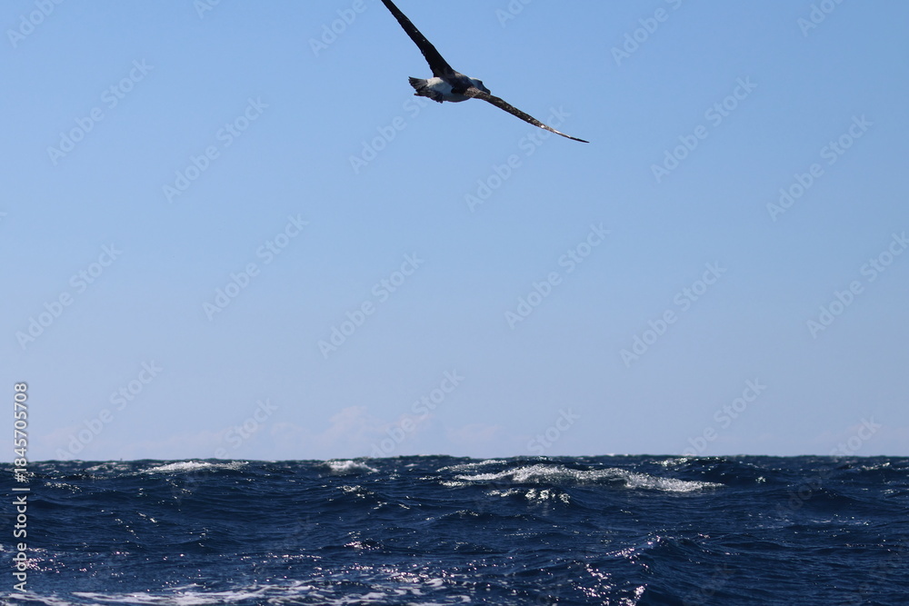 Fototapeta premium shy albatross
