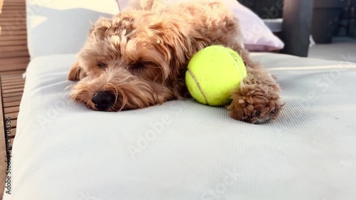 Small Dog Lying in a Hammock Looking Calm and Curious