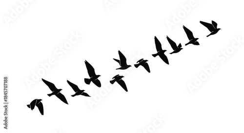 Black Silhouette Vector of a Flock of Flying Birds in V-Formation or Diagonal Group Isolated on a White Background
