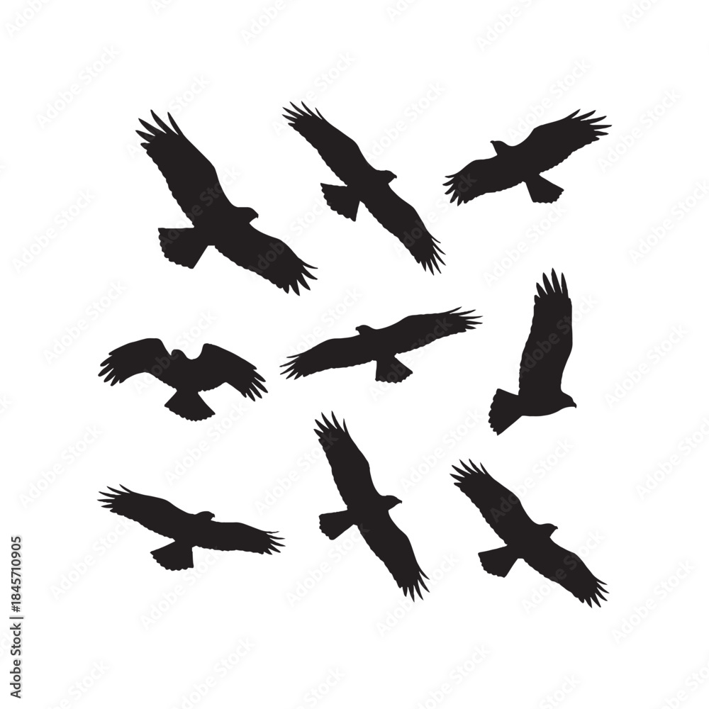 Obraz premium Flying Hawk Silhouettes Collection,Flying Hawk Silhouettes,Vector Hawk Silhouettes,Bird of Prey Flight Silhouettes,hawk vector