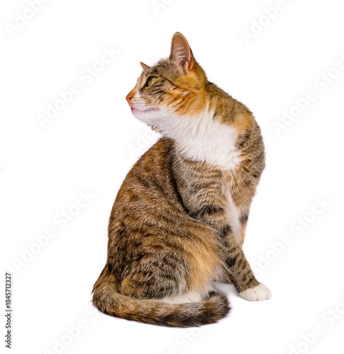 młody kot na białym tle