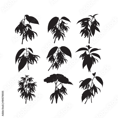 Madagascar Ylang-Ylang Tree Silhouettes Collection,Ylang-Ylang Tree Silhouettes,Vector Ylang-Ylang Tree Silhouettes,Tropical Flower Tree Silhouettes,ylang ylang tree vector