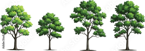 Tree Growth Stages Vector Set for Landscape Design, Nature Illustration, Garden Planning, Green Foliage, Environmental Education Elements